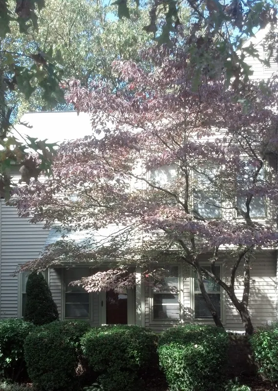 Front of the townhouse under autumn trees